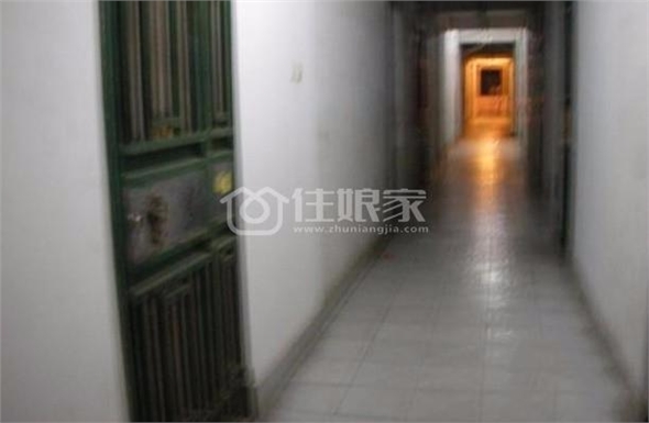  owl image