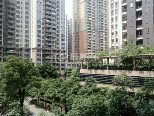  owl image