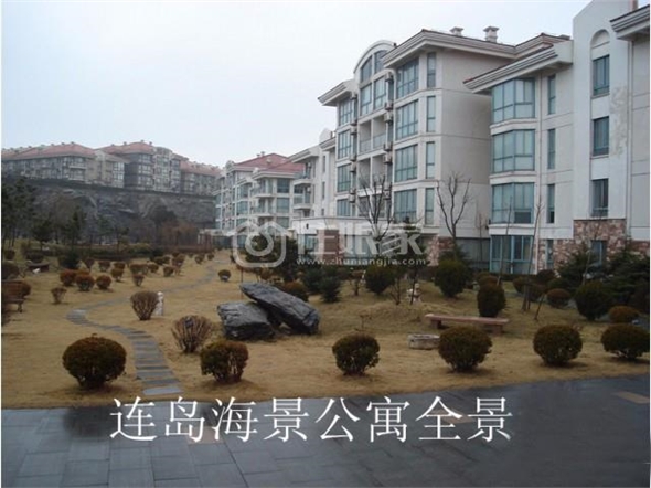 owl image