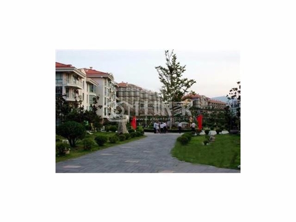owl image
