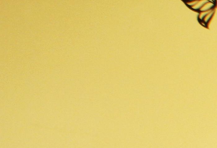  owl image