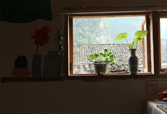  owl image