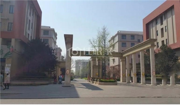  owl image