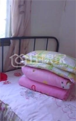  owl image