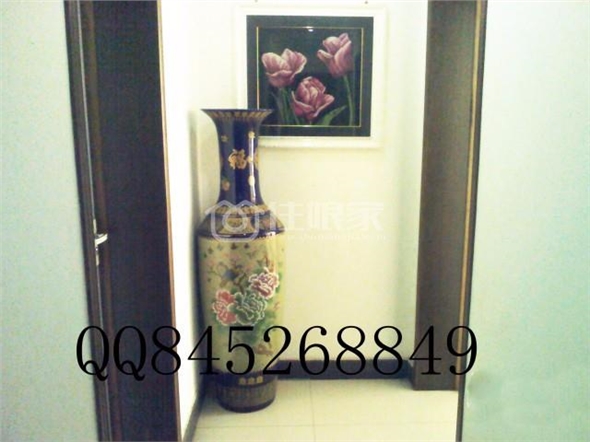  owl image