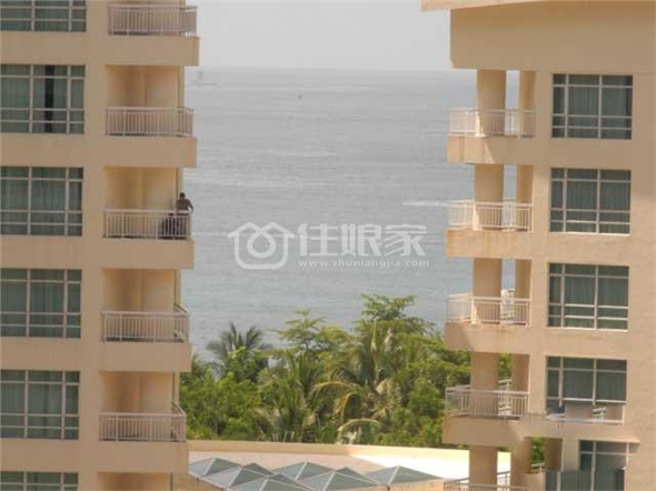  owl image