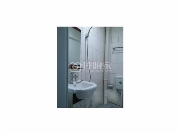  owl image