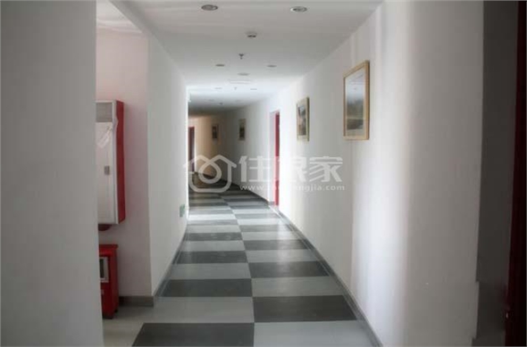 owl image