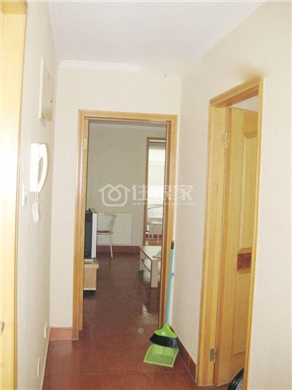  owl image