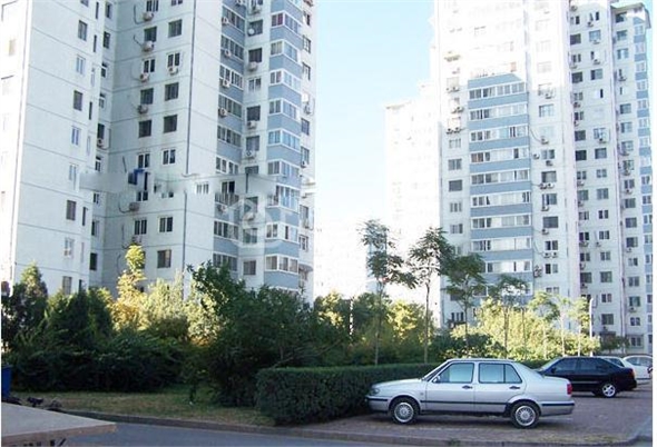  owl image