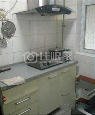  owl image