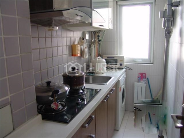  owl image