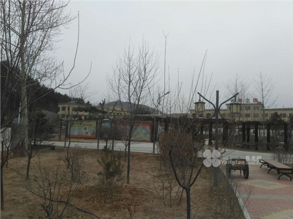 owl image