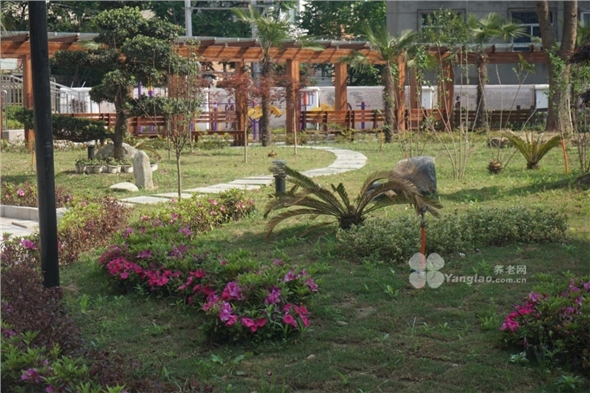 owl image