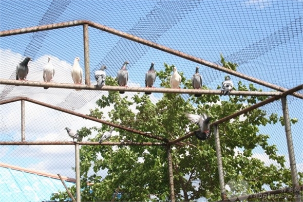 owl image