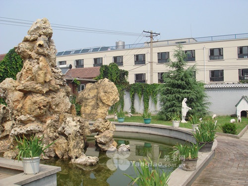 owl image