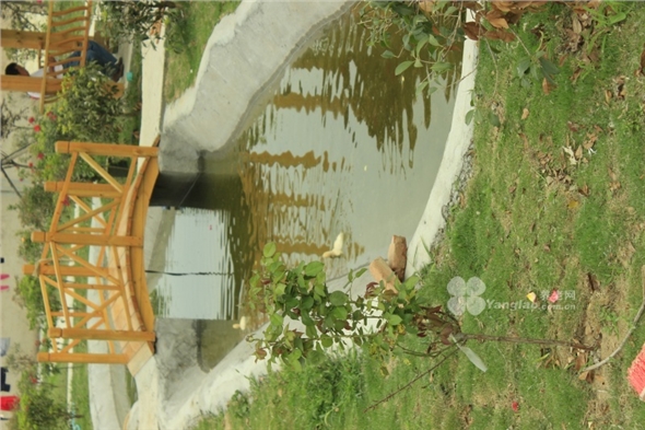 owl image