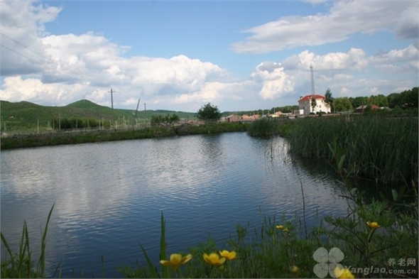 owl image