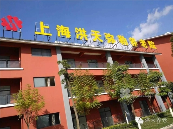 owl image